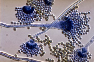 Aspergillus flavus pict